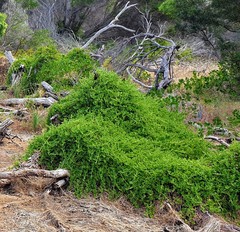 Tetragonia implexicoma