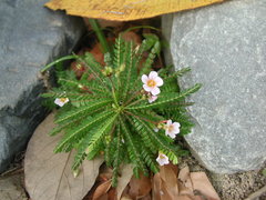 Biophytum dendroides