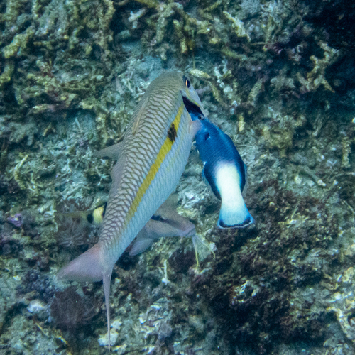 Bicolor Cleaner Wrasse (Labroides bicolor)