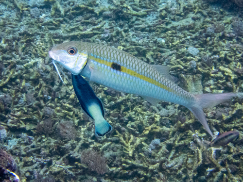 Bicolor Cleaner Wrasse (Labroides bicolor)