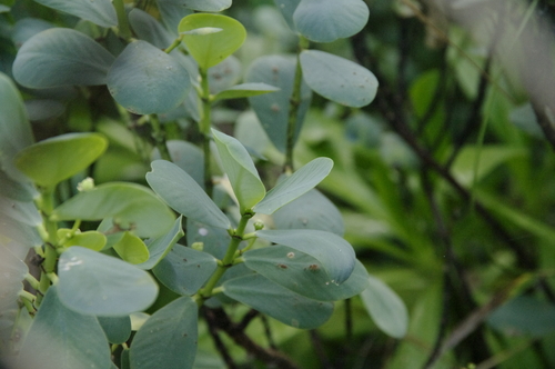 Image of Euphorbia celastroides by (c) Eric Knight, some rights reserved (CC BY)