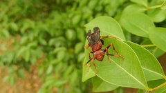 Polistes lanio