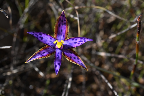 Southern Queen of Sheba (Thelymitra porphyrosticta)