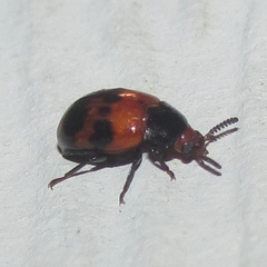 Diaperis nigronotata