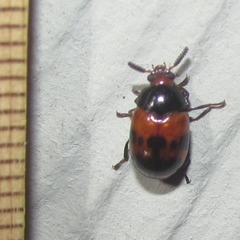 Diaperis nigronotata