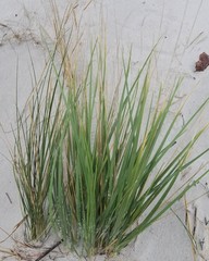 Spinifex sericeus
