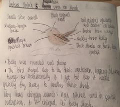 Troglodytes pacificus