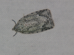 Acropolitis canana
