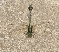 Gomphurus ventricosus