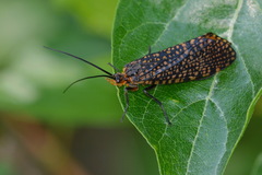 Oligostomis pardalis