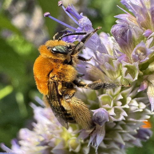 Agile Long-horned Bee photo 4