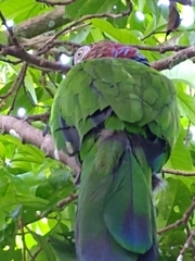 Deroptyus accipitrinus