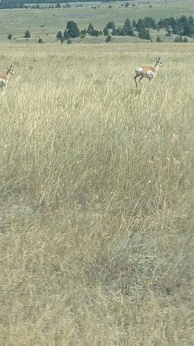 iNaturalist observation 2025-08-13