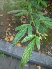 Ohwia caudata