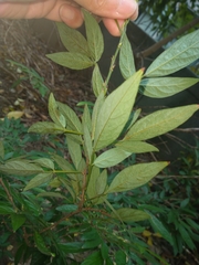 Ohwia caudata
