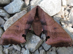 Marumba gaschkewitschii