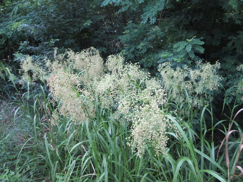 Scirpus asiaticus × Scirpus wichurae iNat (1)