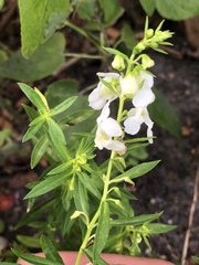 Angelonia