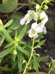 Angelonia