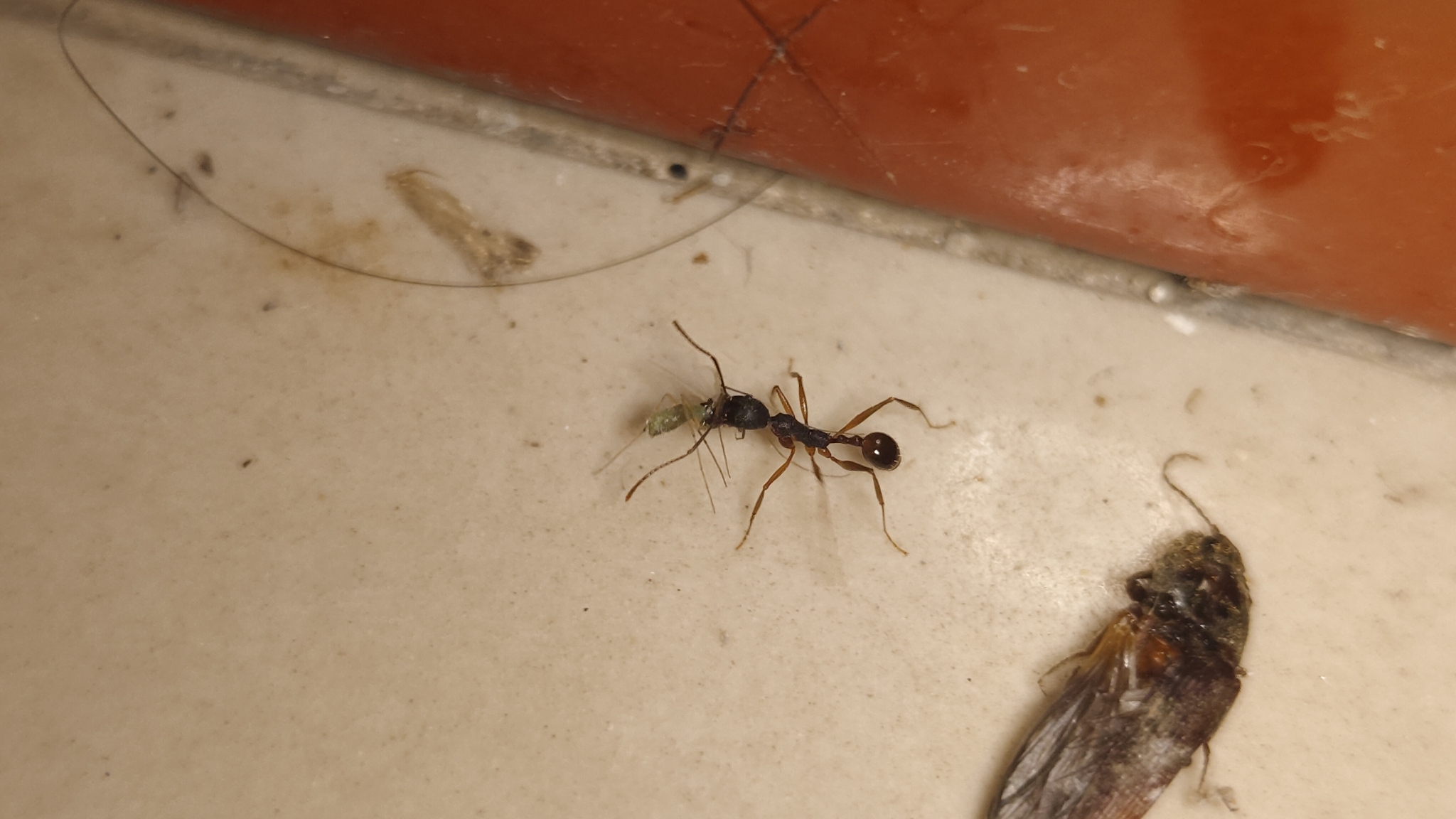 Aphaenogaster angulata