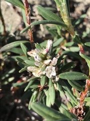 Polygonum paronychia