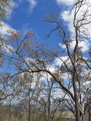 Erythrina vespertilio
