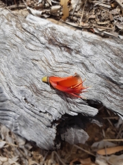 Erythrina vespertilio