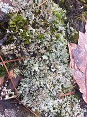 Cladonia turgida