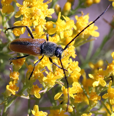 Crossidius pulchellus