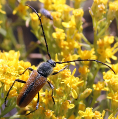 Crossidius pulchellus
