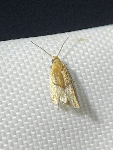 Strawberry Leafroller Moth photo 6