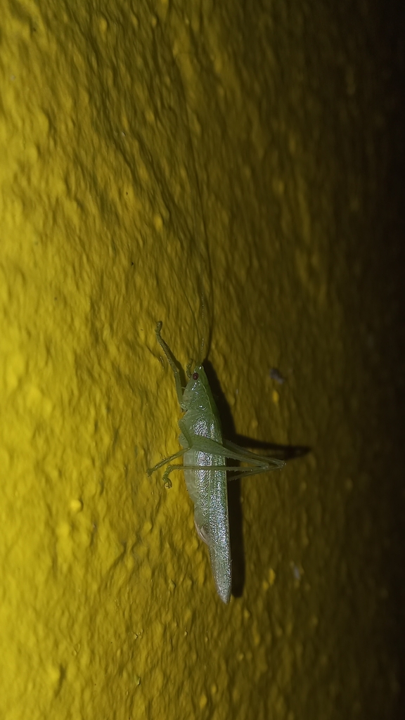 Eriolus duplidentis