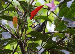 Machlolophus spilonotus