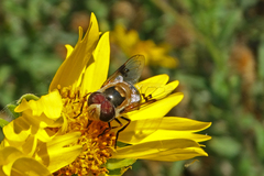 Copestylum apiciferum