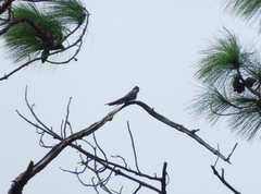 Hemiprocne coronata