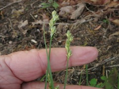 Carex albolutescens