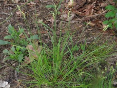 Carex albolutescens