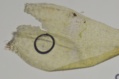 Drepanocladus