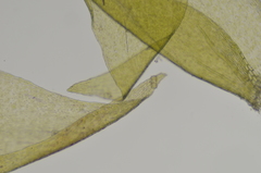 Drepanocladus