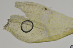 Drepanocladus