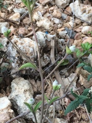 Isocarpha oppositifolia