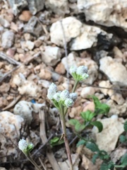 Isocarpha oppositifolia