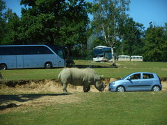 Rhinocerotidae