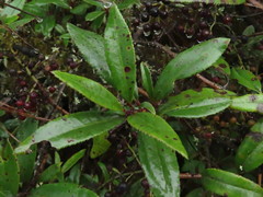 Comarostaphylis