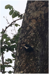 Myrmecocichla arnotti