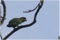 Poicephalus cryptoxanthus