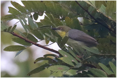 Eremomela scotops