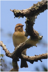 Gymnoris superciliaris