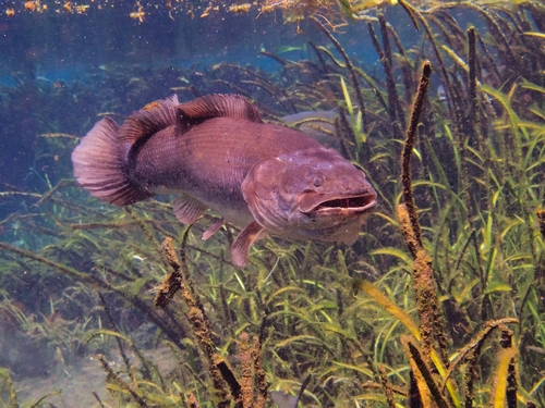 Bowfin (Amia calva) — Amiidae