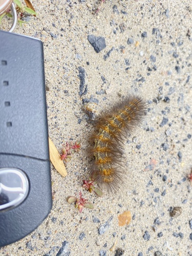 Salt Marsh Moth